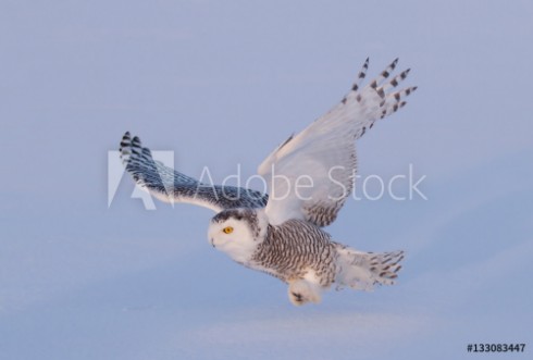 Picture of Snowy owl Bubo scandiacus isolated on a blue background flies low hunting over an open snowy field in Canada